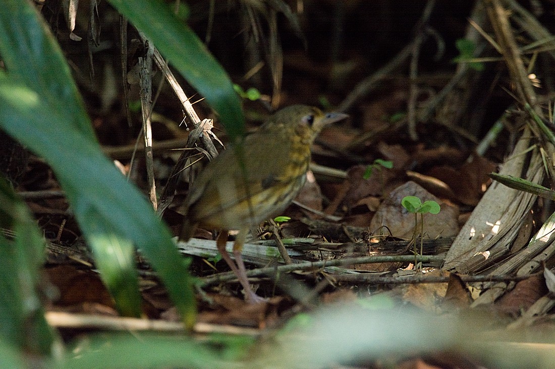 Amazonian Antpitta - LUCIANO BERNARDES