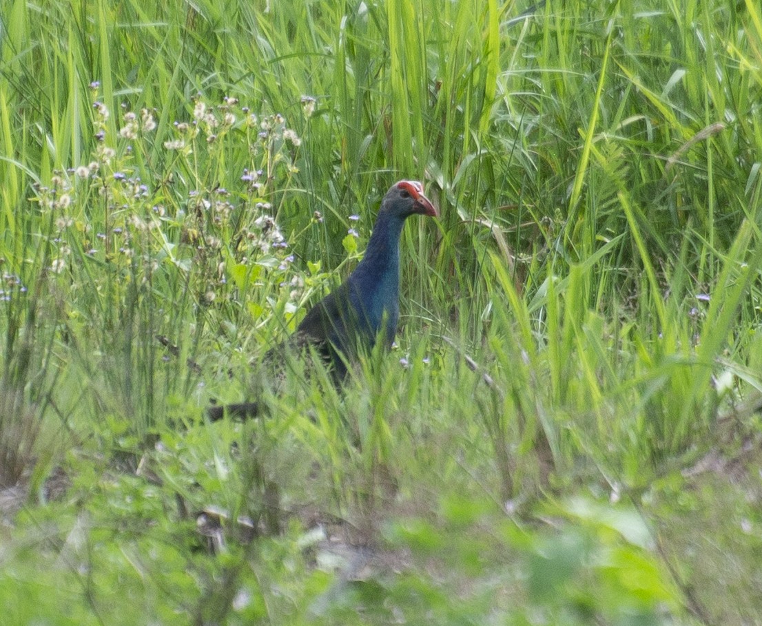 Gray-headed Swamphen - ML184556941