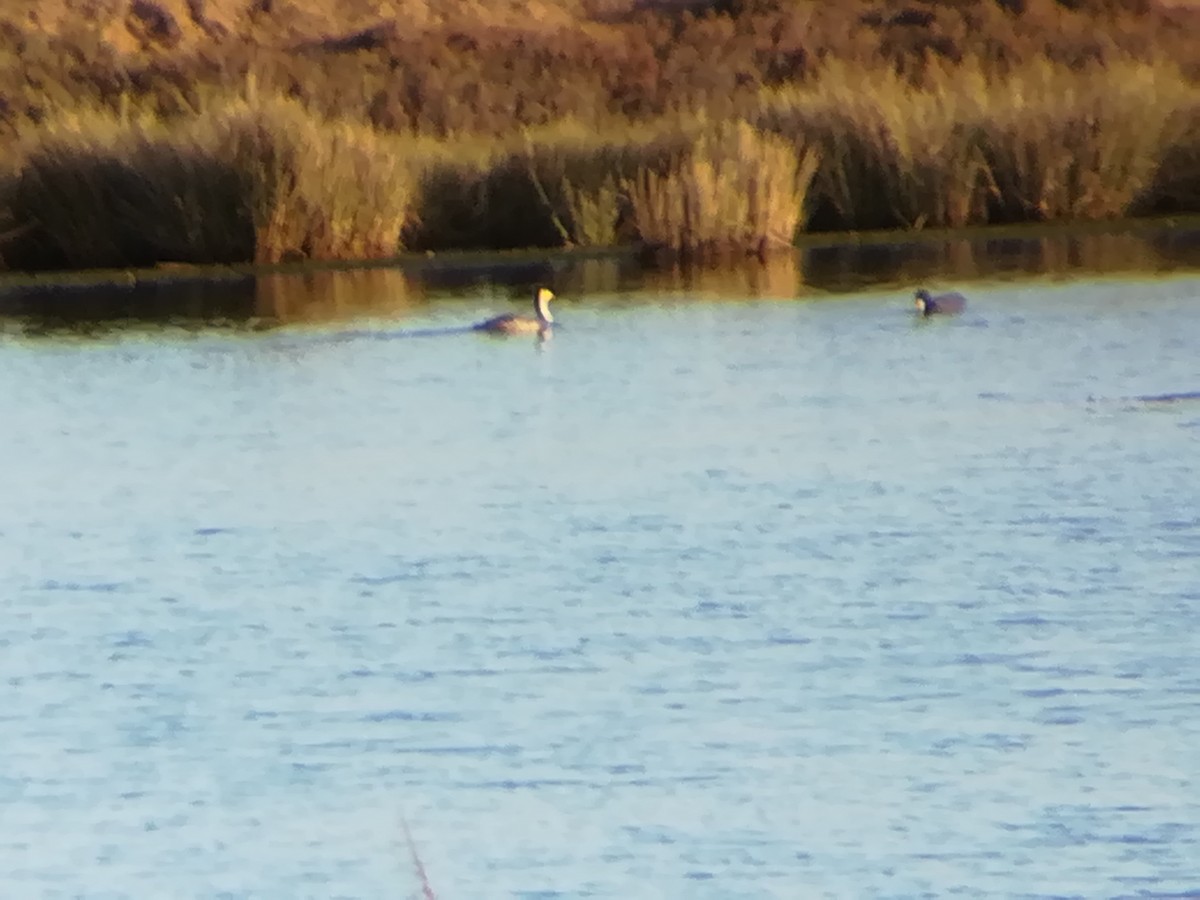 Great Crested Grebe - ML184558181