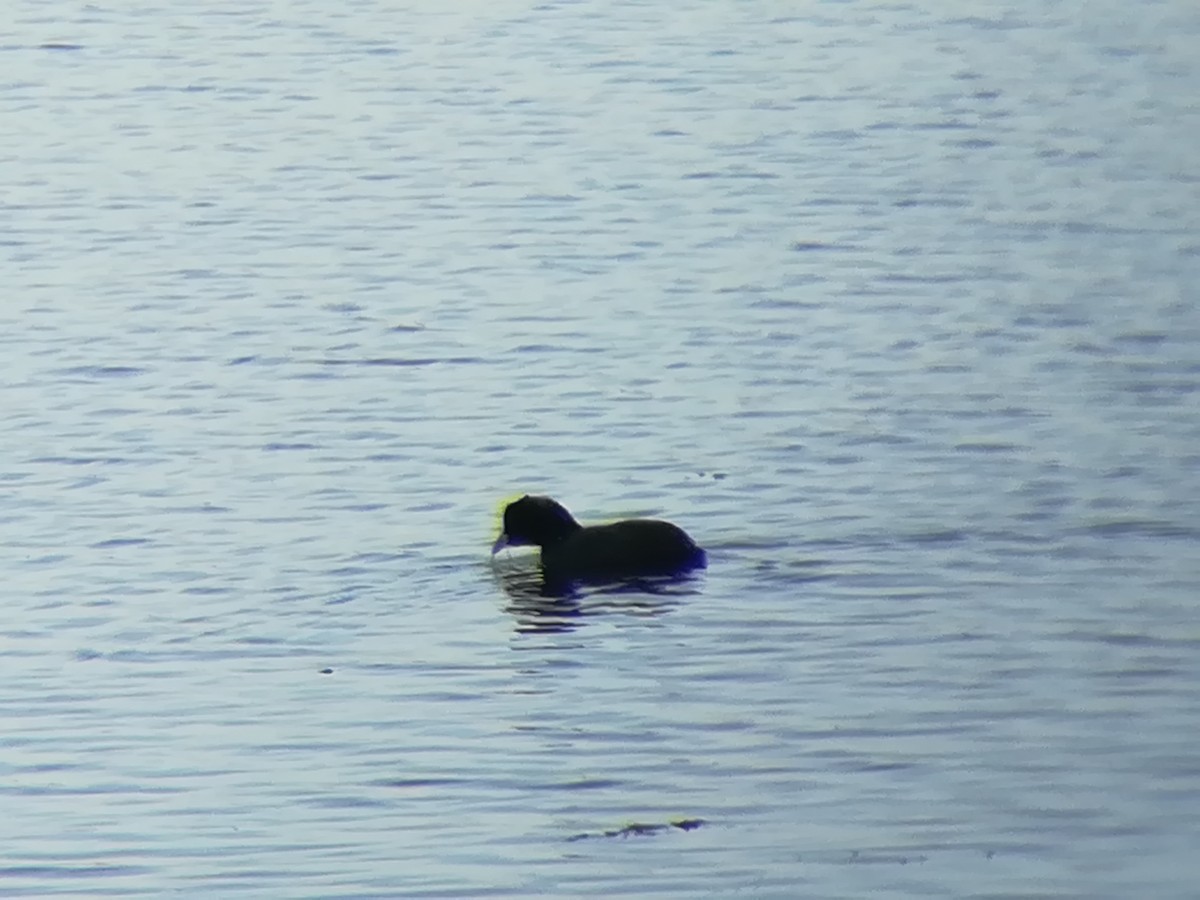 Eurasian Coot - Nelson Conceição