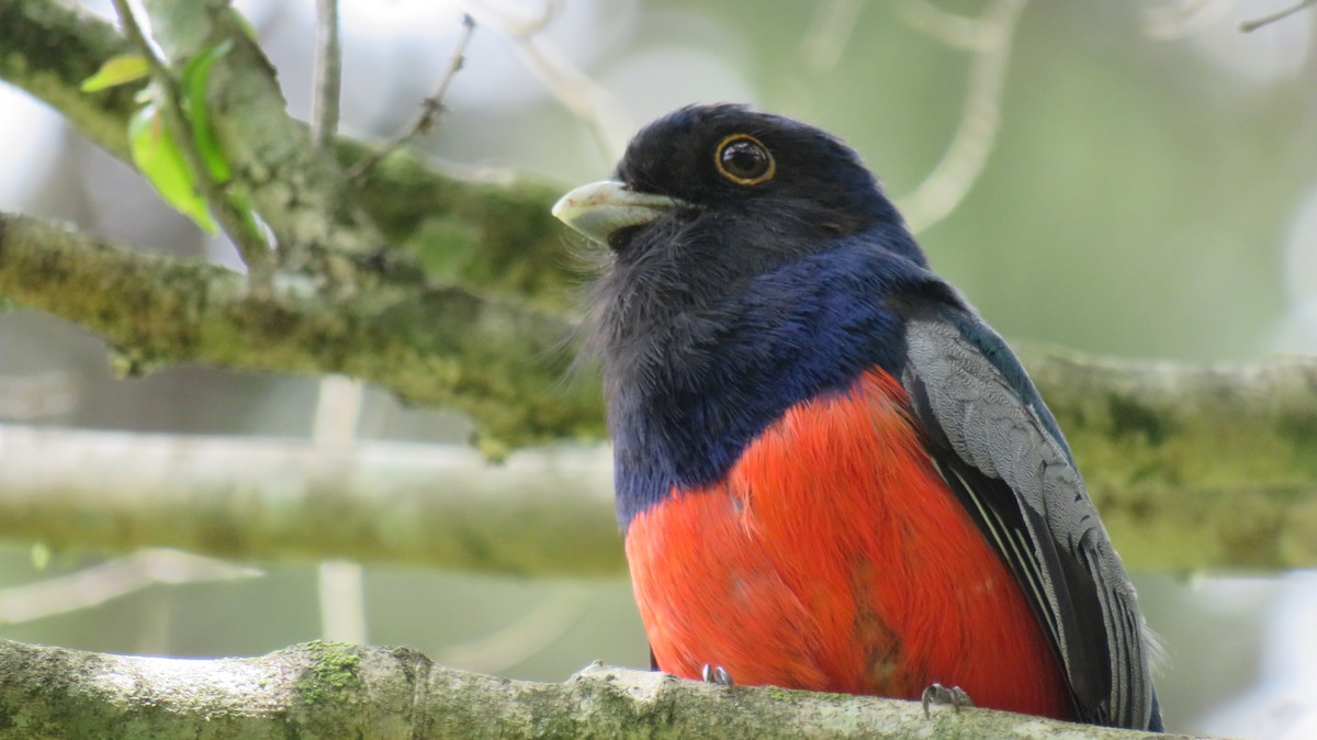 Surucua Trogon - ML184558801