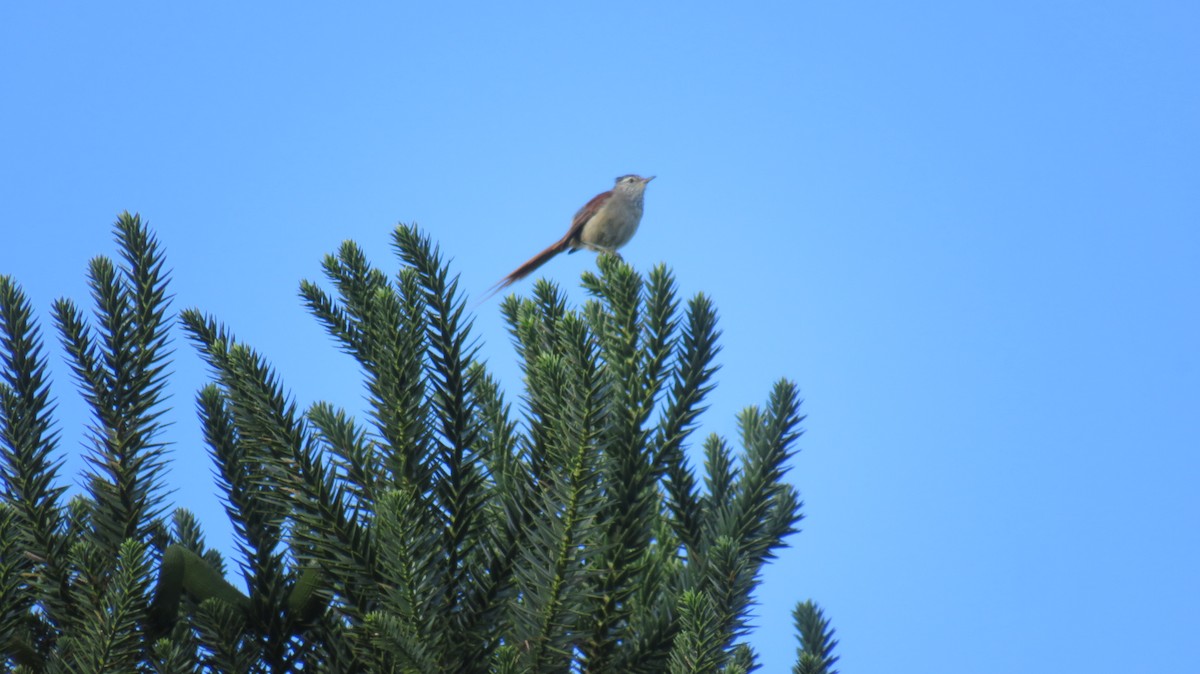 Araucaria Tit-Spinetail - ML184558861