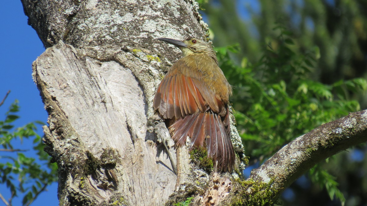 White-throated Woodcreeper - ML184558941