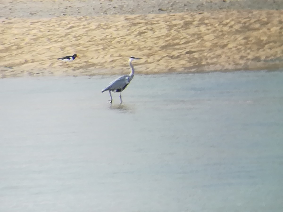 Gray Heron - ML184559111