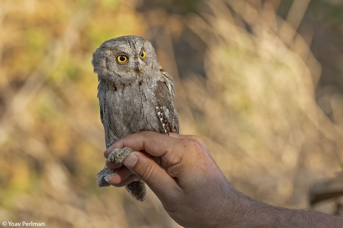 Eurasian Scops-Owl - ML184559171