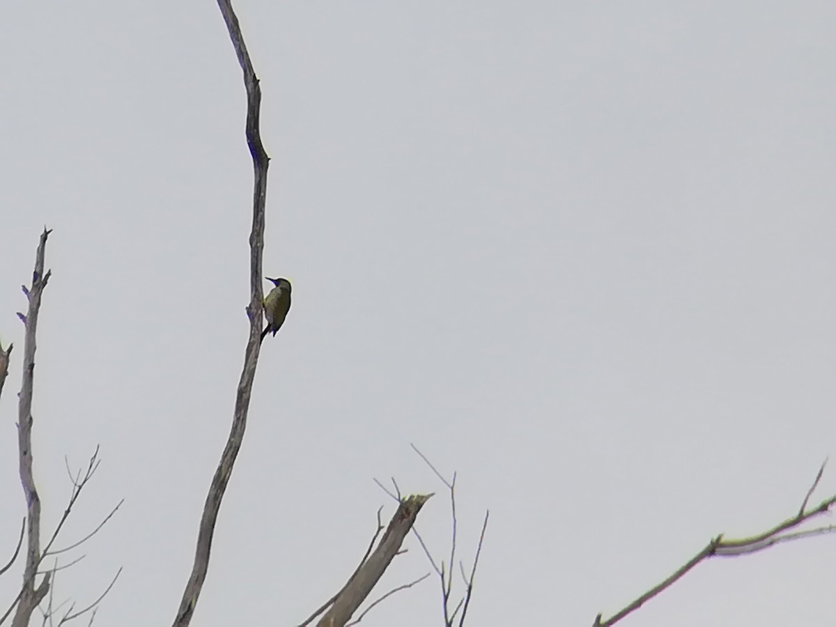 Iberian Green Woodpecker - ML184559351