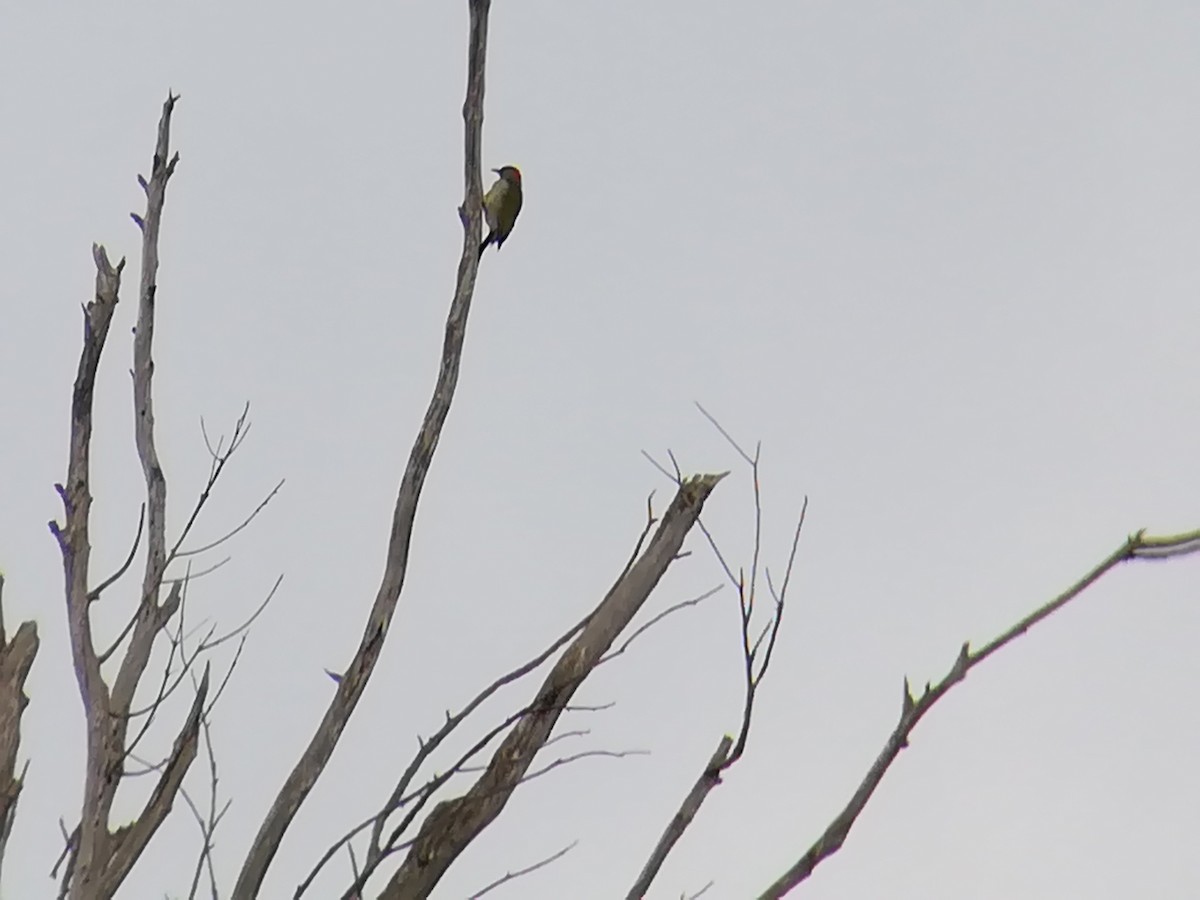 Iberian Green Woodpecker - ML184559381
