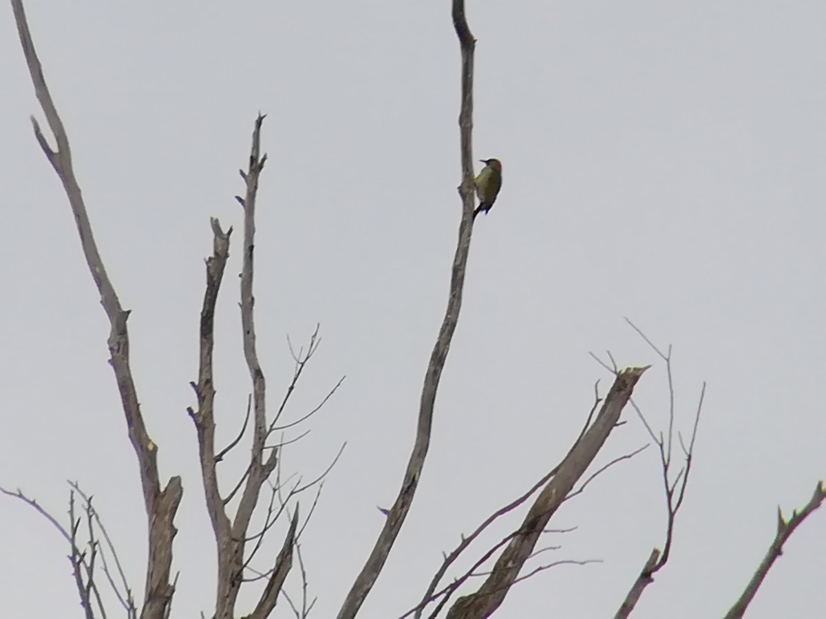 Iberian Green Woodpecker - ML184559411