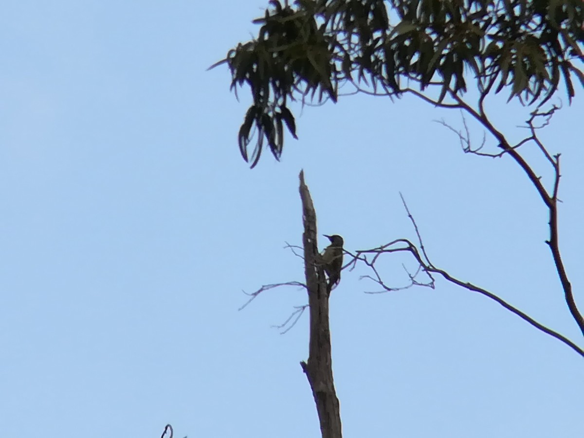 Iberian Green Woodpecker - ML184559421