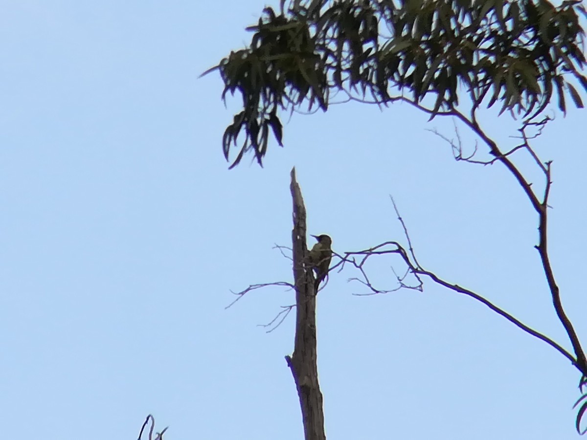 Iberian Green Woodpecker - ML184559431