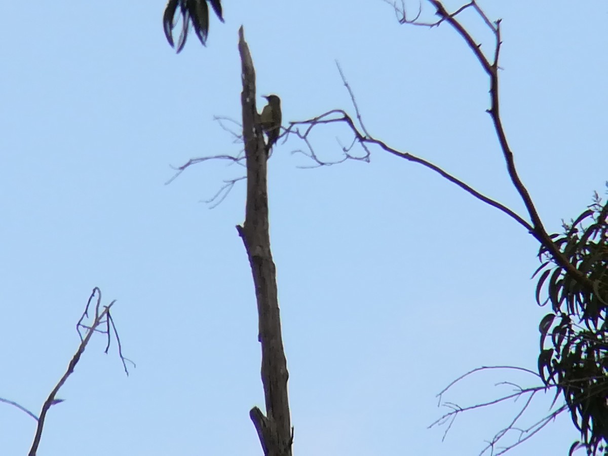 Iberian Green Woodpecker - ML184559461