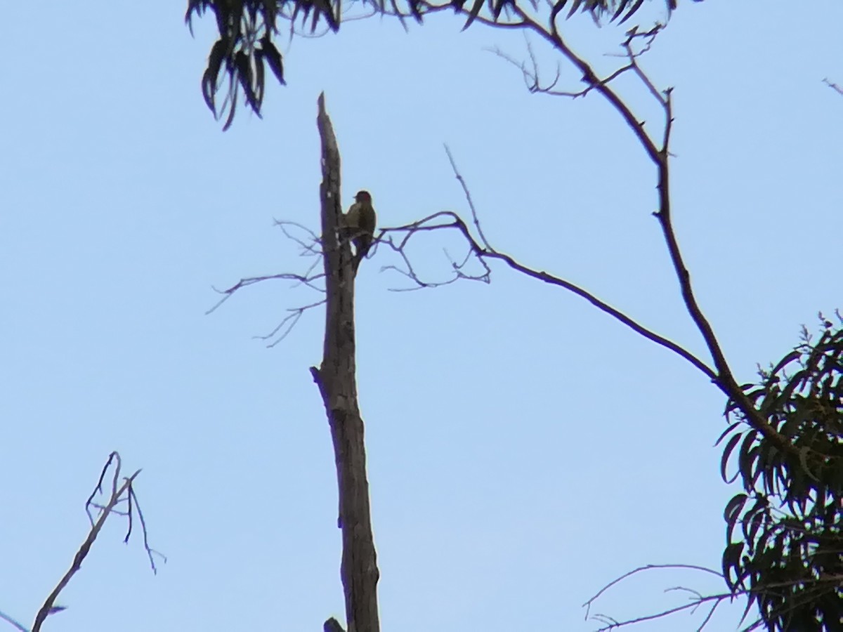 Iberian Green Woodpecker - ML184559501