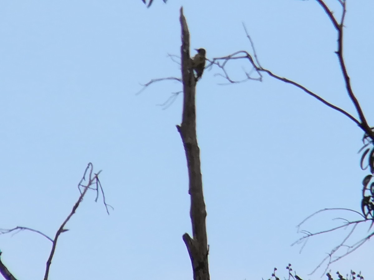 Iberian Green Woodpecker - ML184559541