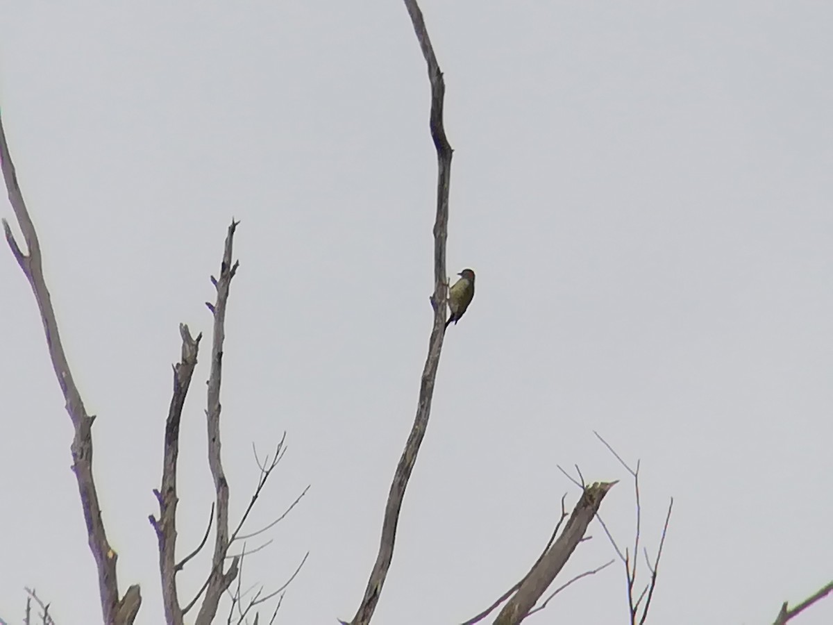 Iberian Green Woodpecker - ML184559551