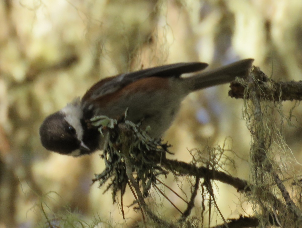 Chestnut-backed Chickadee - ML184560491