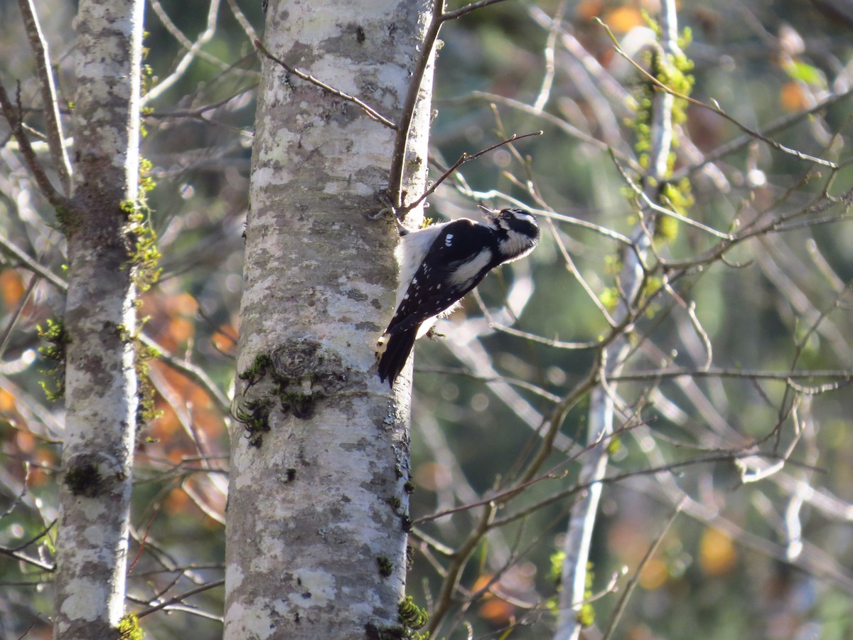 Downy Woodpecker - Chris Dale