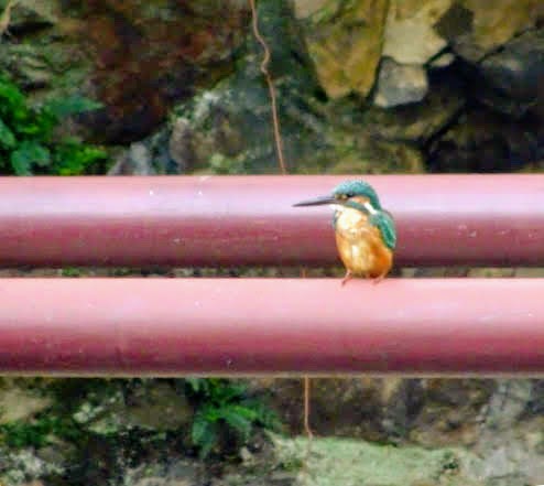 Common Kingfisher - ML184561301