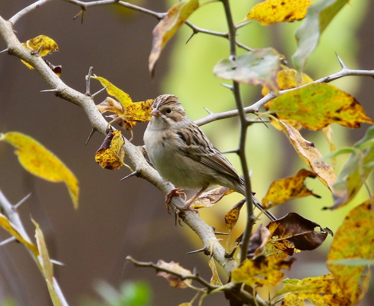 Clay-colored Sparrow - Victor Stoll