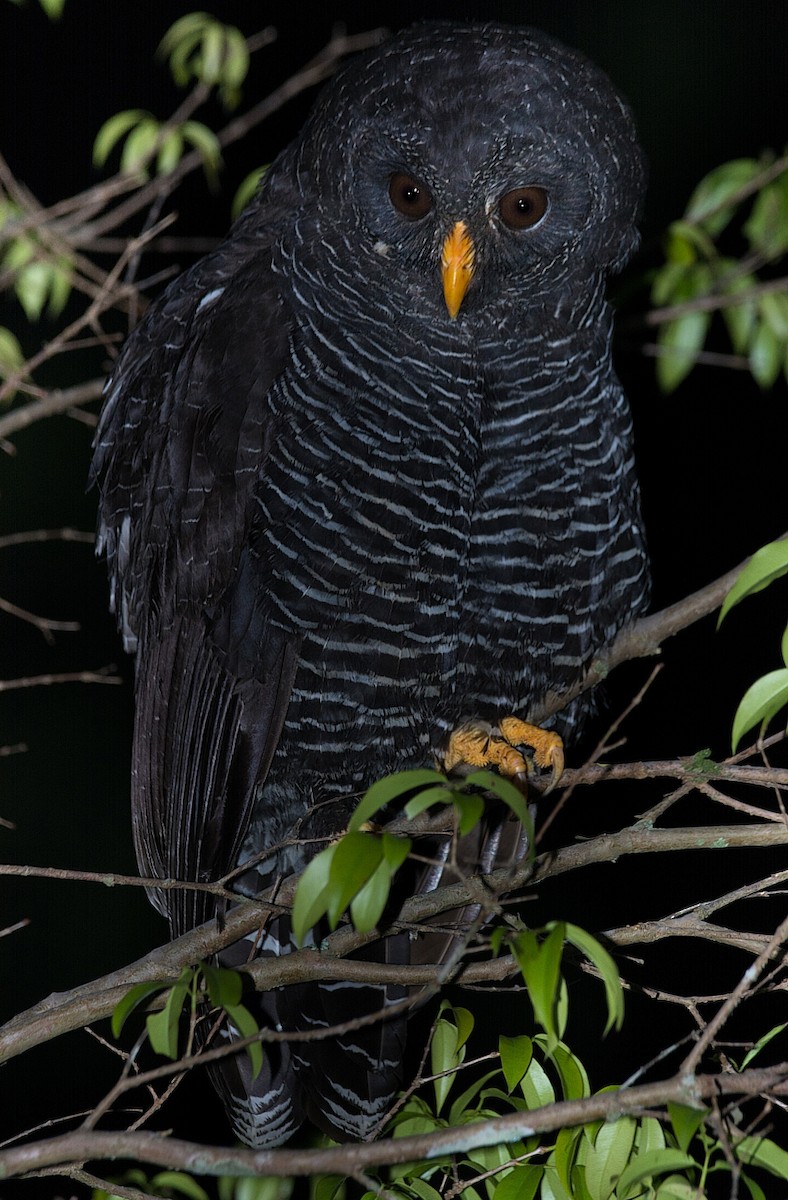 Black-banded Owl - ML184563621