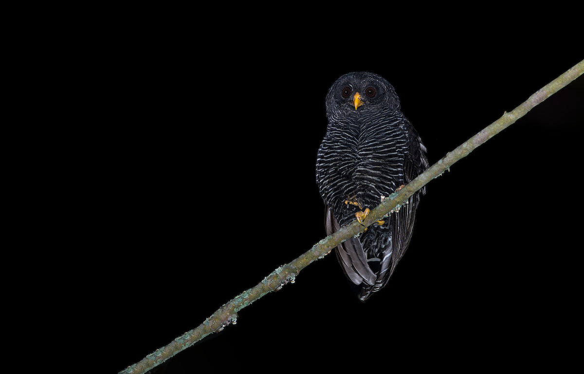 Black-banded Owl - ML184563661