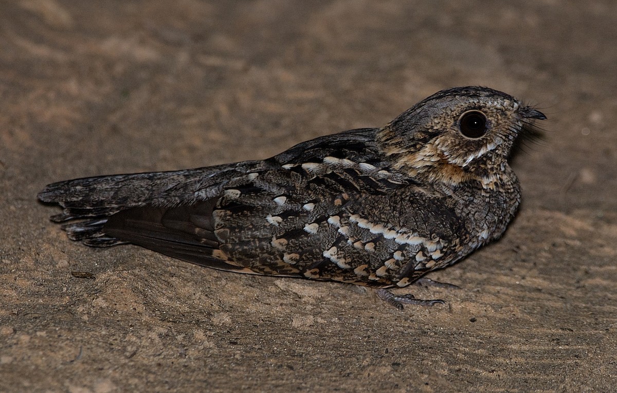 Little Nightjar - ML184565201