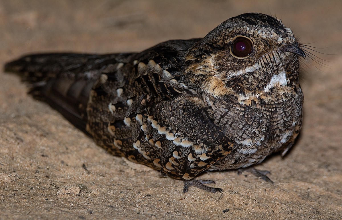 Little Nightjar - ML184565221