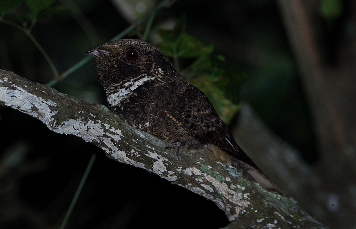 Rufous Nightjar - ML184565291