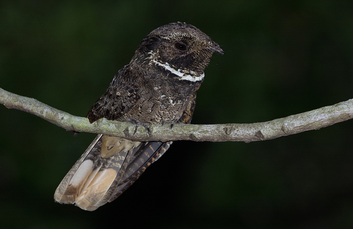 Rufous Nightjar - ML184565311