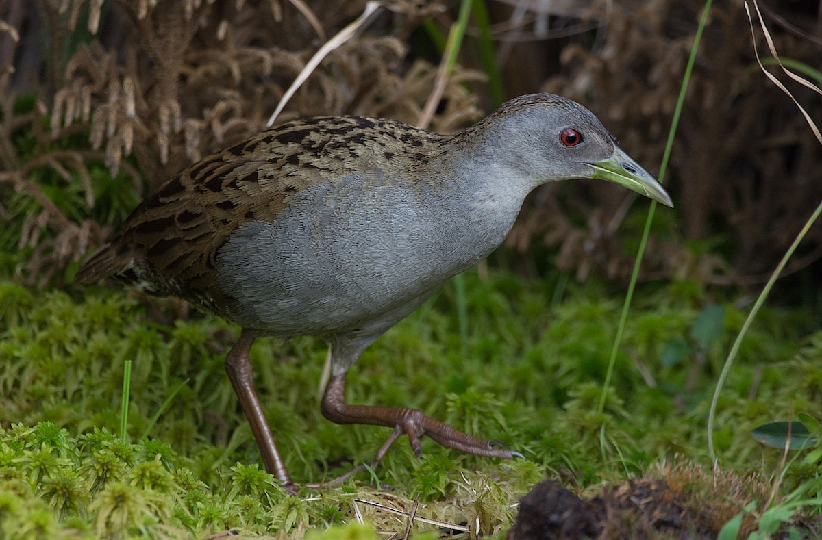 Ash-throated Crake - ML184565411