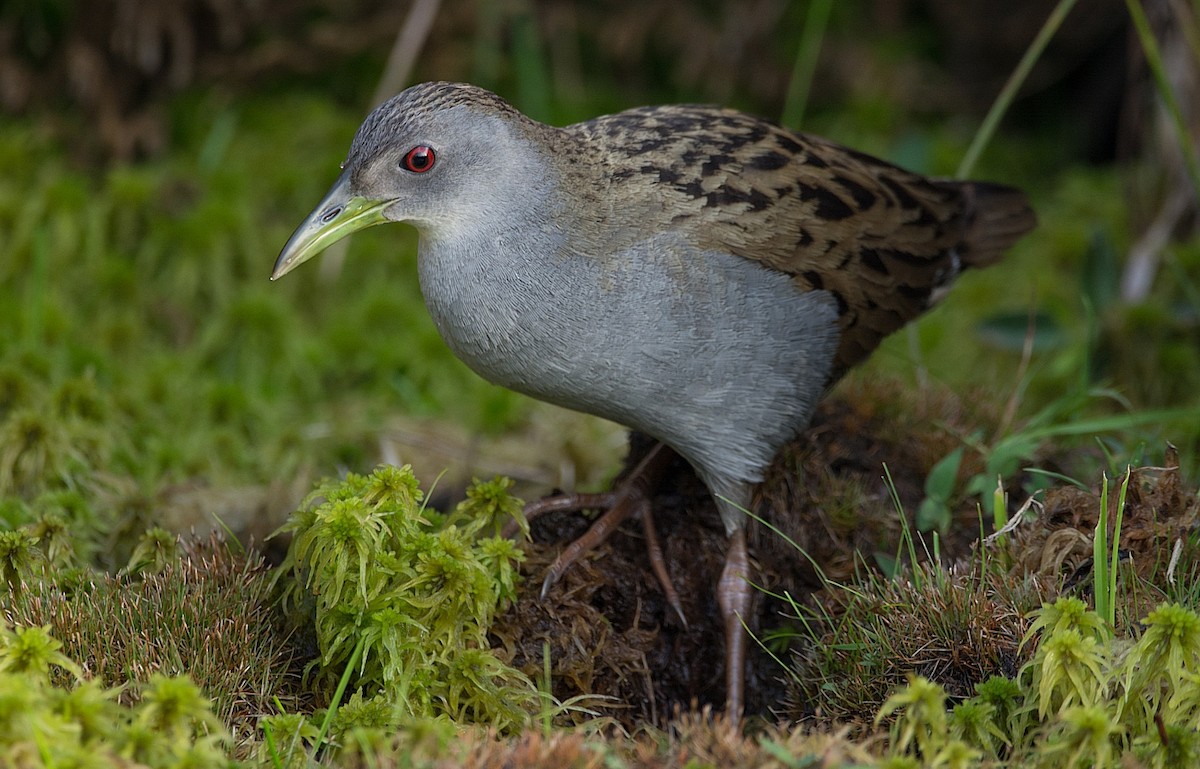 Ash-throated Crake - ML184565421