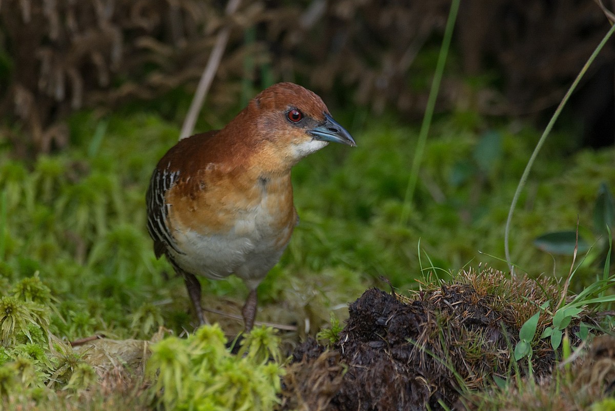 Rufous-faced Crake - LUCIANO BERNARDES