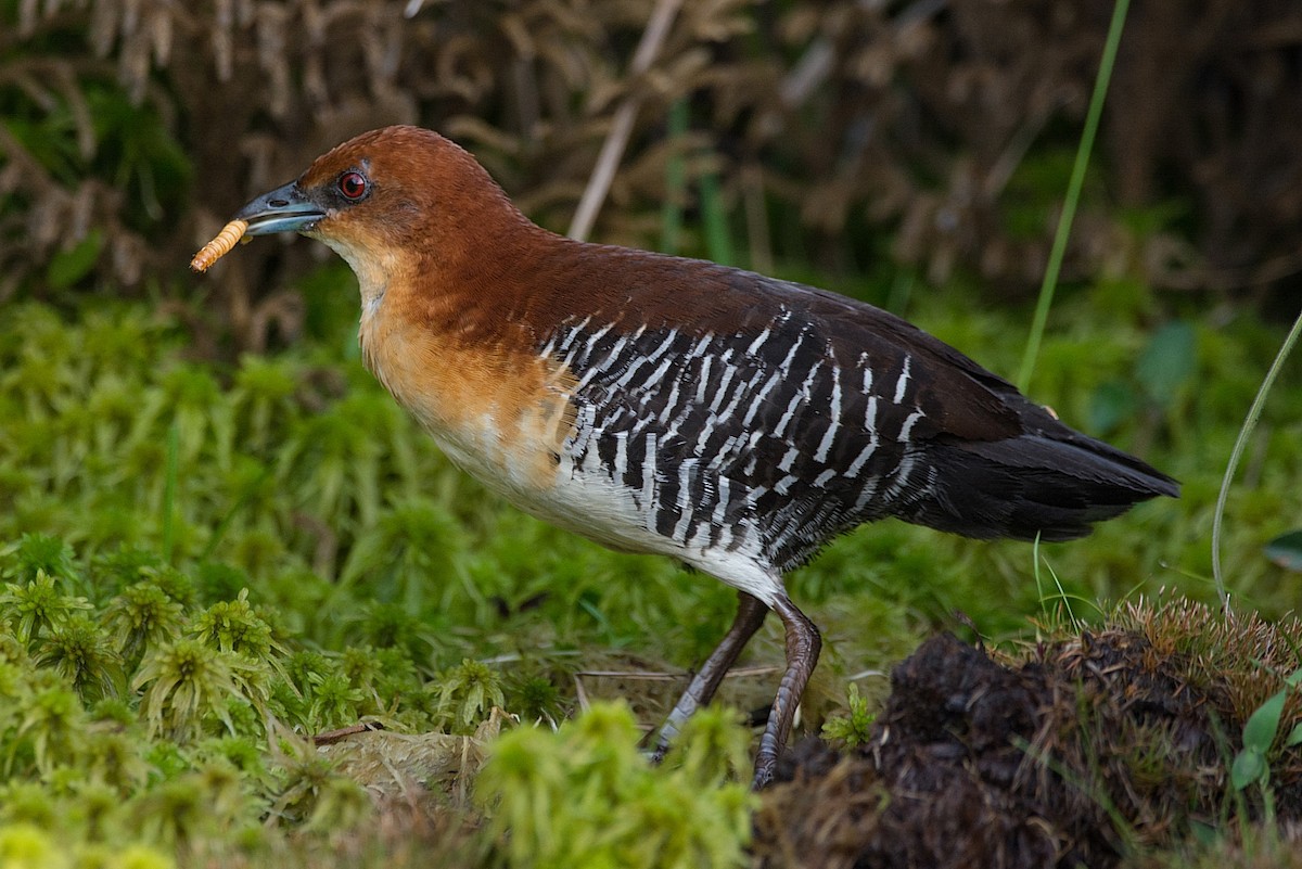 Rufous-faced Crake - ML184565491