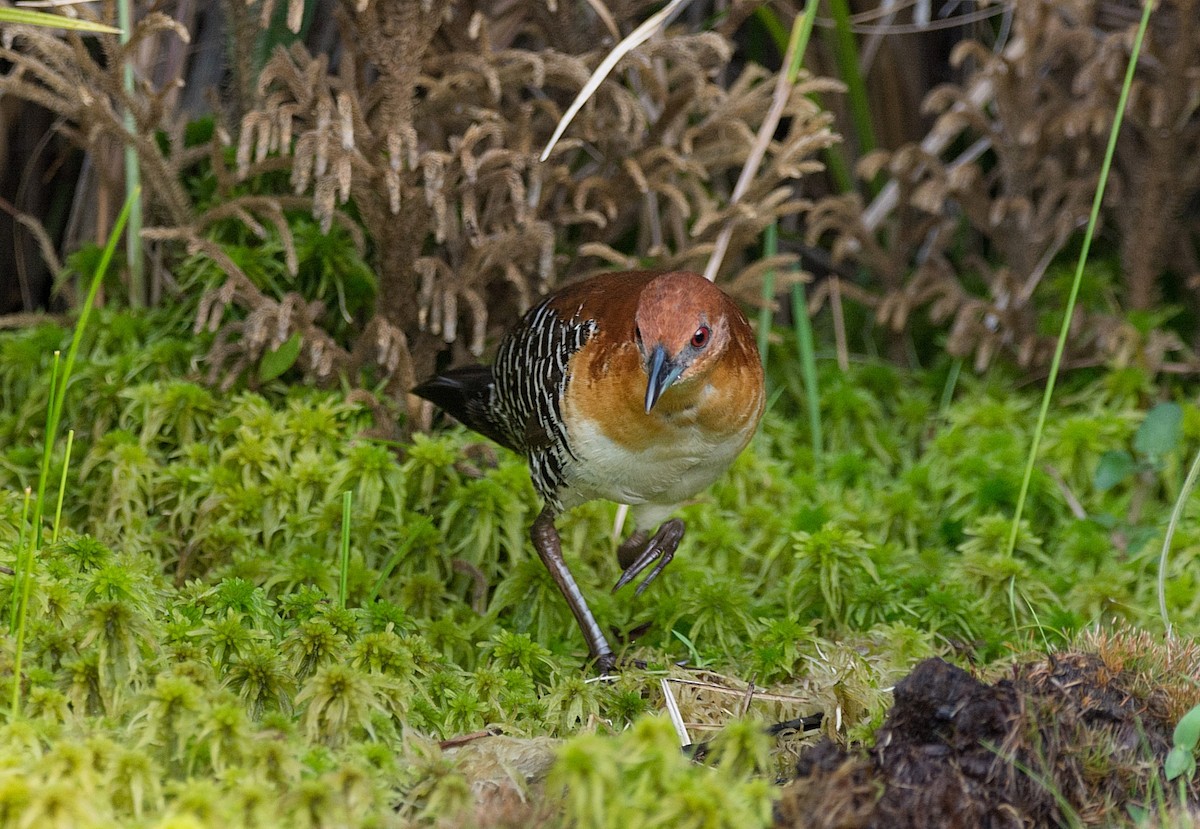 Rufous-faced Crake - ML184565501