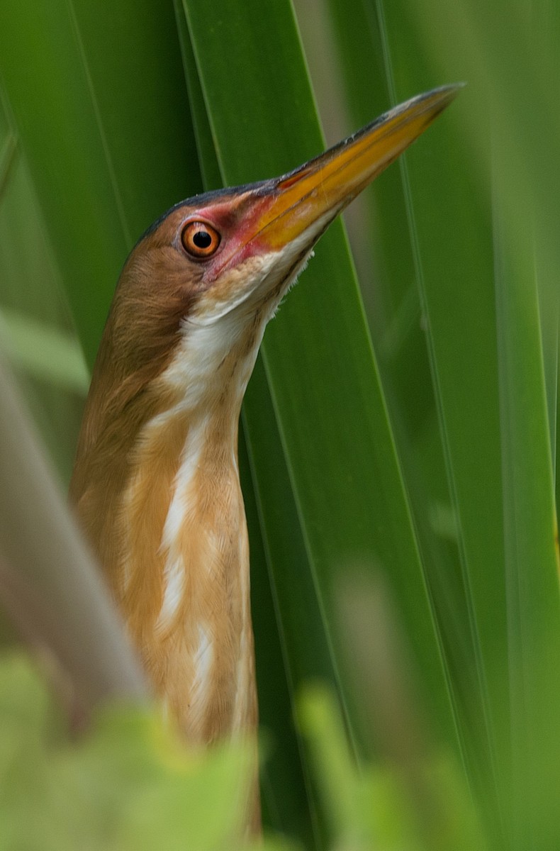 Least Bittern - ML184565521