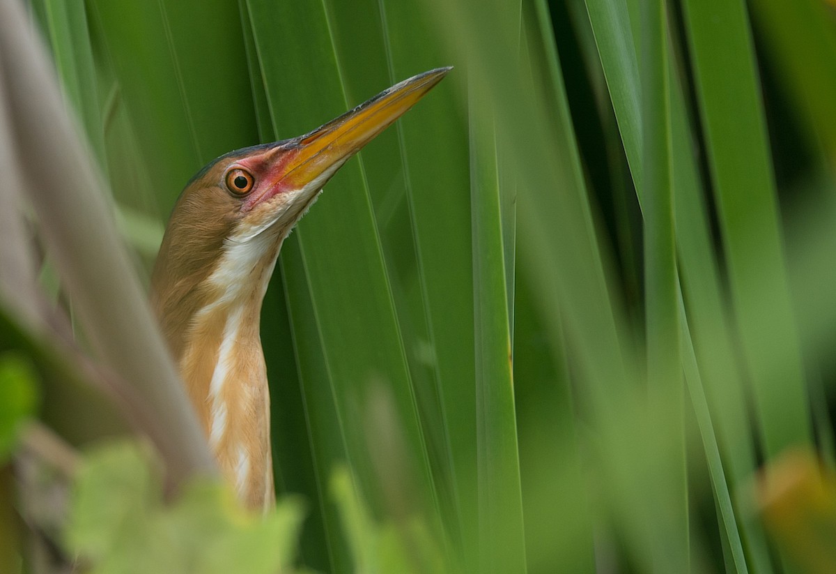 Least Bittern - ML184565531