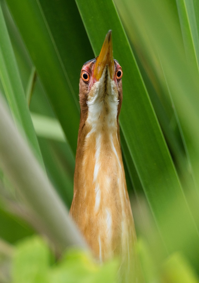 Least Bittern - ML184565551