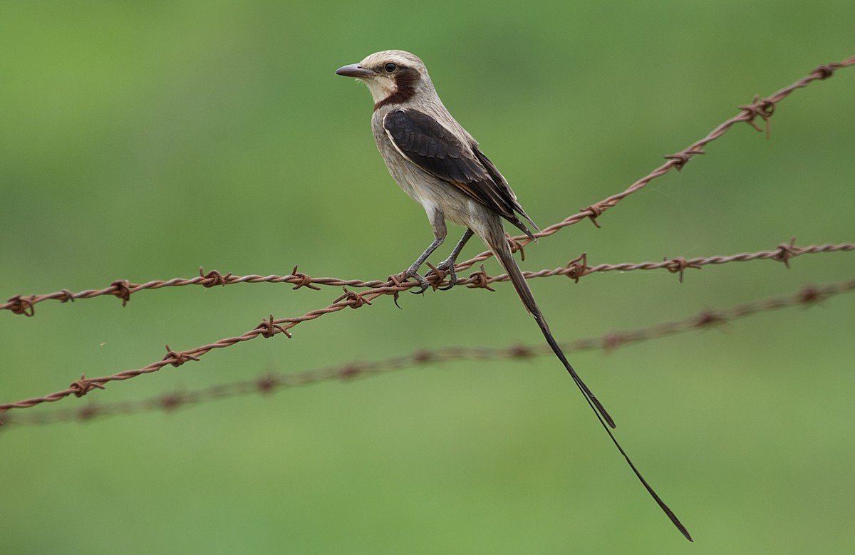 Streamer-tailed Tyrant - ML184565581