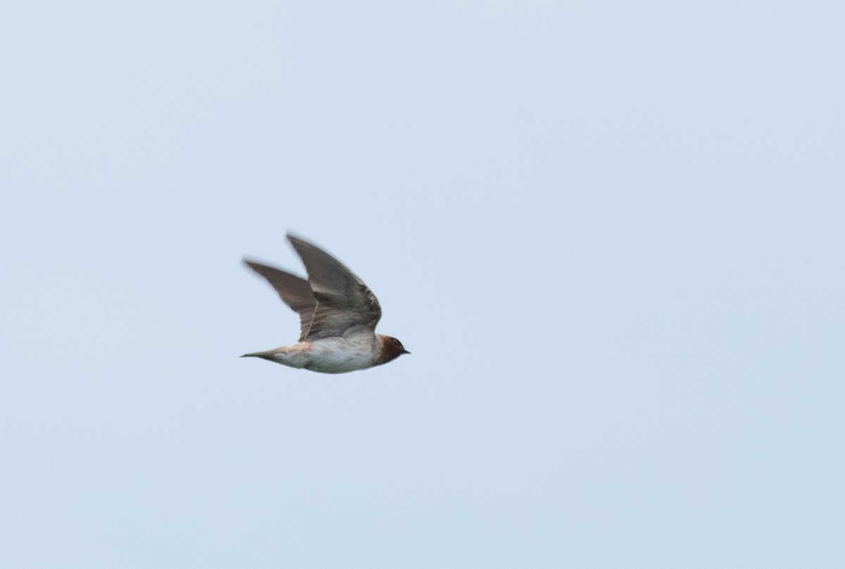 Cliff Swallow - LUCIANO BERNARDES