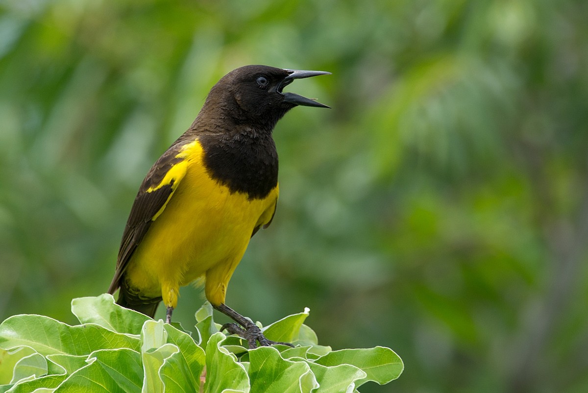 Yellow-rumped Marshbird - ML184565651