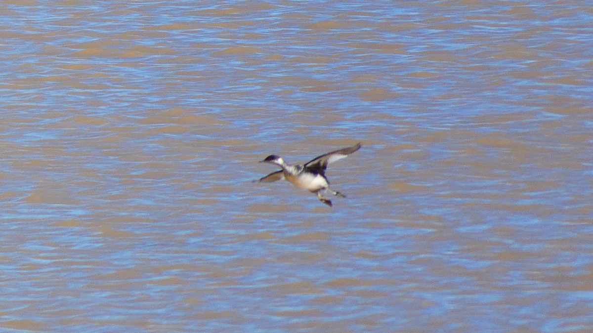 Eared Grebe - ML184565671