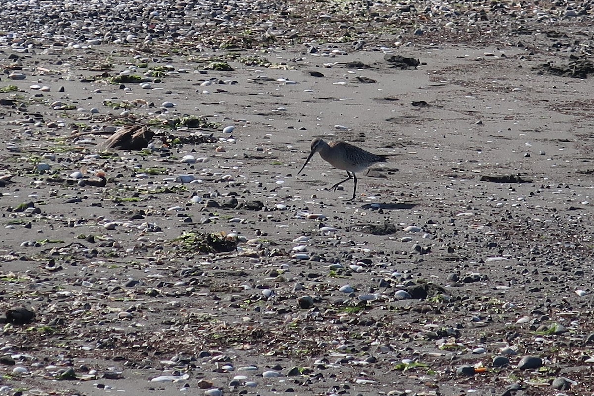 Bar-tailed Godwit - ML184566241