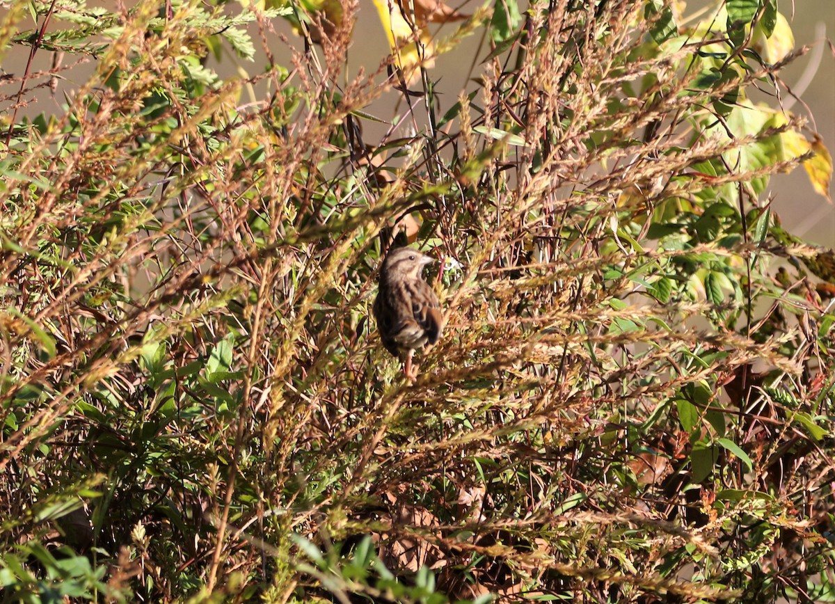Savannah Sparrow - ML184571161