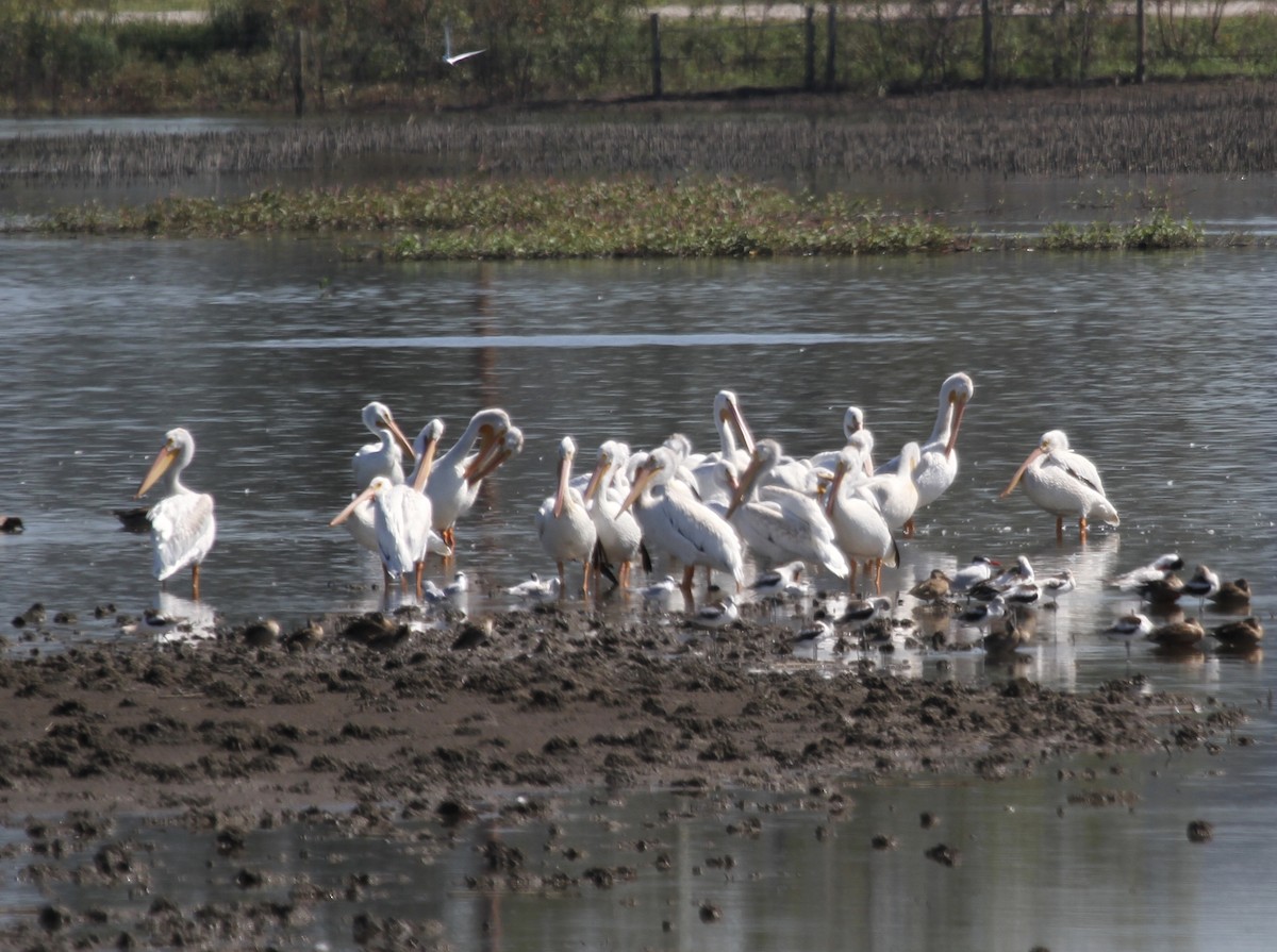 American White Pelican - ML184571821