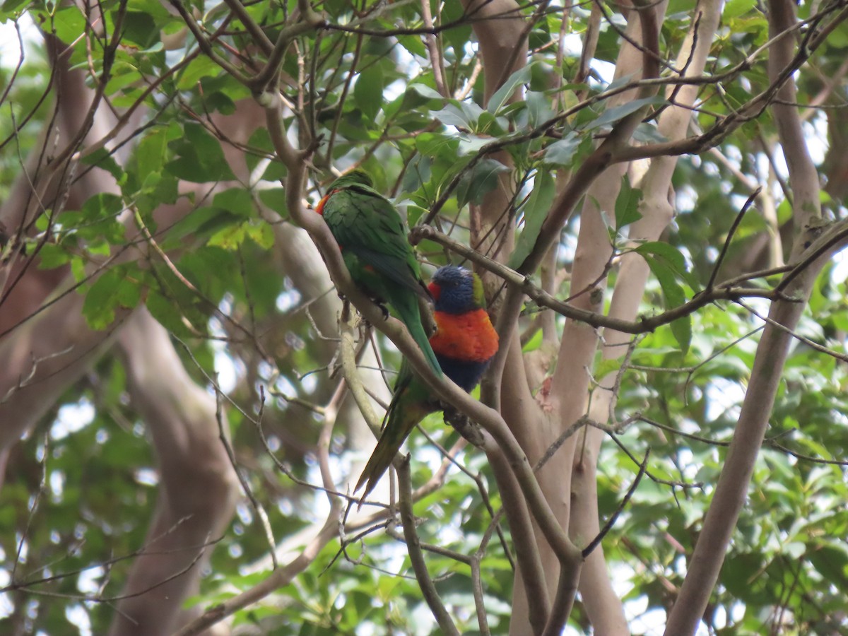 Rainbow Lorikeet - ML184572081
