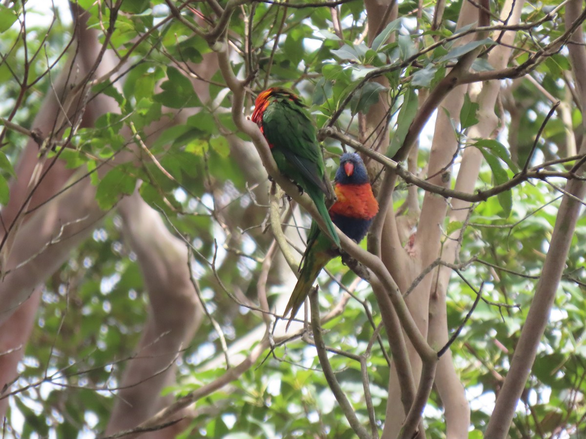 Rainbow Lorikeet - ML184572101
