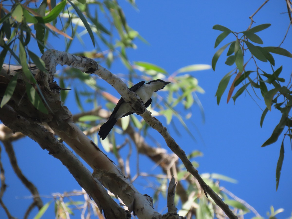 Paperbark Flycatcher - ML184573351