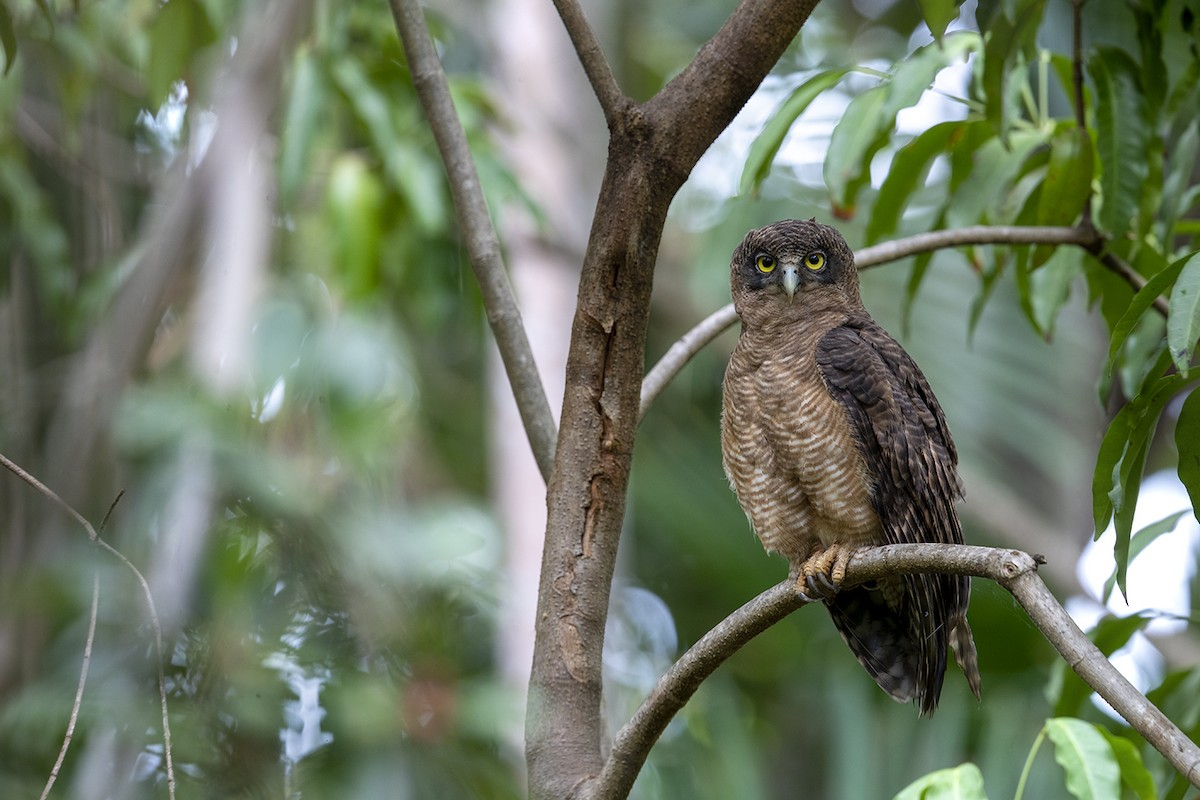 Rufous Owl - ML184573861
