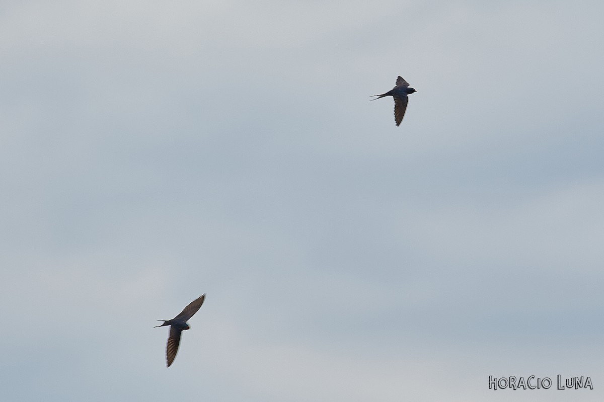 Barn Swallow - ML184574821