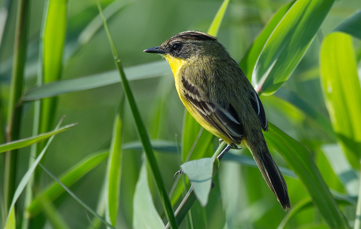 Crested Doradito - LUCIANO BERNARDES