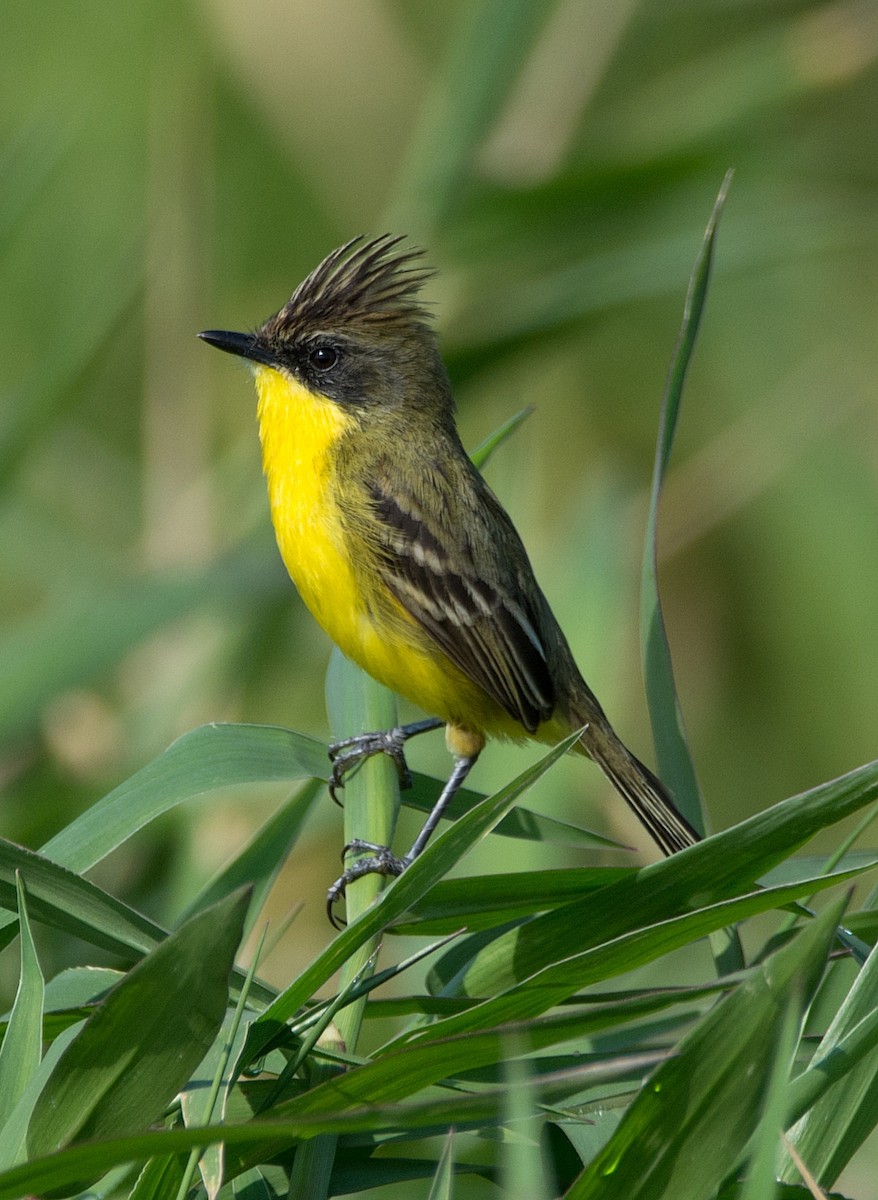 Crested Doradito - LUCIANO BERNARDES